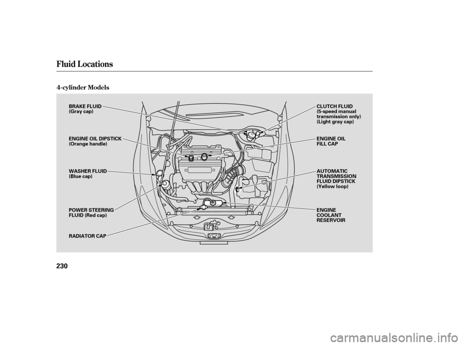 HONDA ACCORD COUPE 2006 CL7 / 7.G Owners Manual 4-cylinder Models
Fluid Locations
230
BRAKE FLUID
(Gray cap)
ENGINE OIL DIPSTICK
(Orange handle)
WASHER FLUID
(Blue cap)
POWER STEERING
FLUID (Red cap)
RADIATOR CAPAUTOMATIC
TRANSMISSION
FLUID DIPSTIC