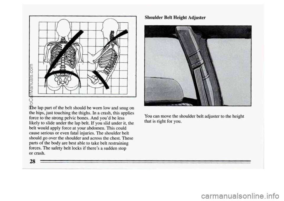 BUICK PARK AVENUE 1994  Owners Manual The  lap part of the belt  should be worn  low and  snug on 
the  hips,  just  touching  the  thighs.  In a crash,  this applies 
force  to the  strong pelvic bones. And  youd be less 
likely  to  sl